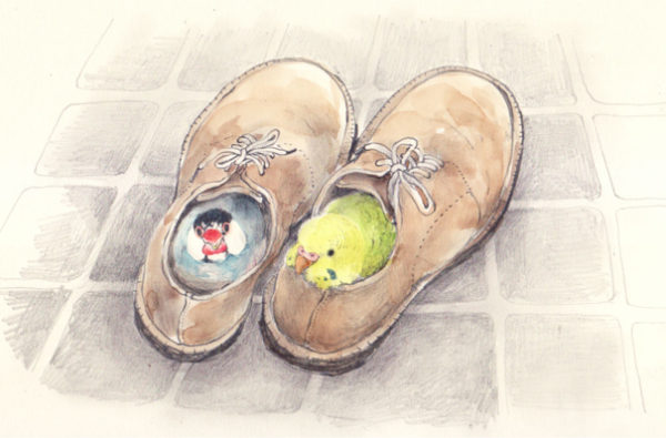 文鳥と靴